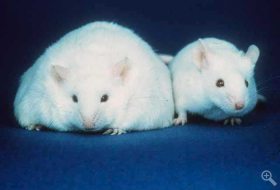 In a University of Chicago-led study, researchers discovered  what appears to be the functional obesity gene, named IRX3.